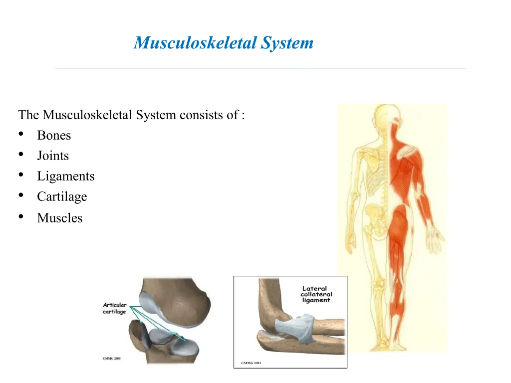 musculoskeletal system 1