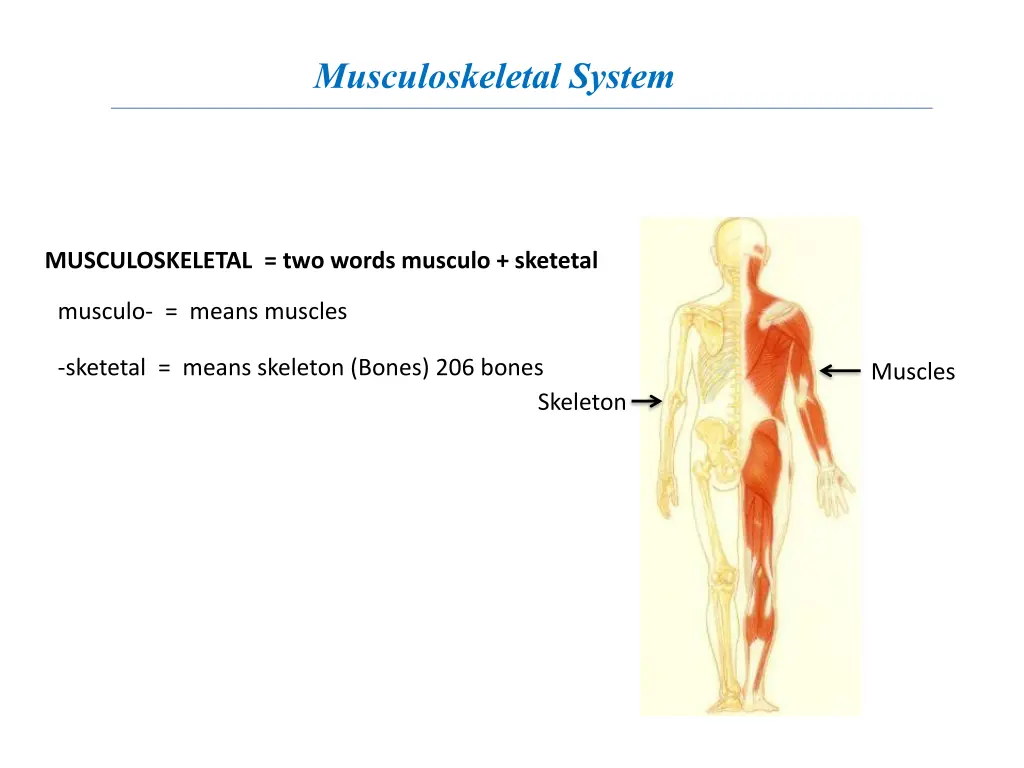 musculoskeletal system 2