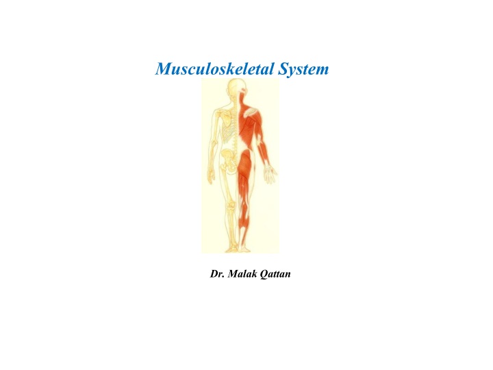 musculoskeletal system