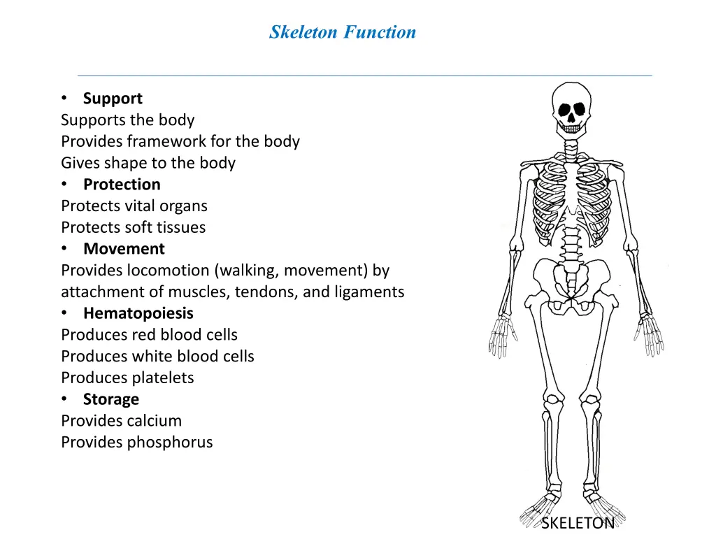 skeleton function