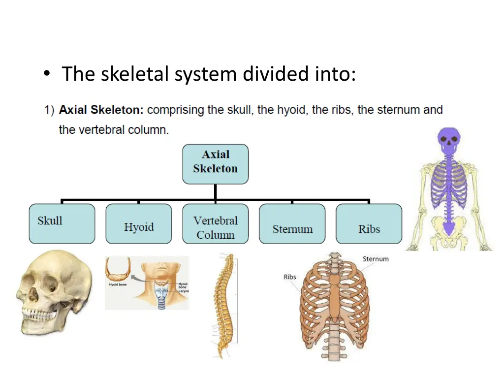 the skeletal system divided into