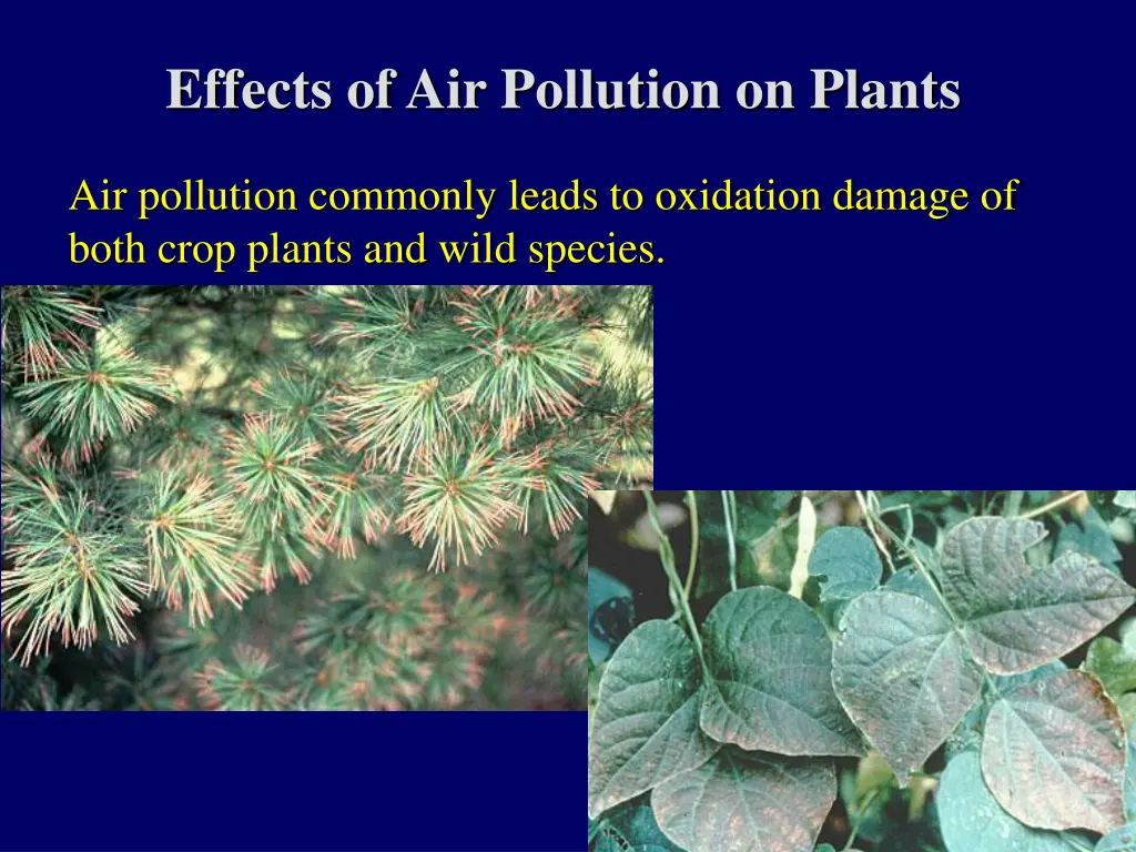 effects of air pollution on plants