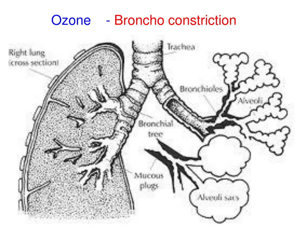 ozone broncho constriction