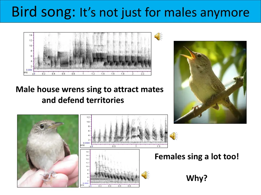 bird song it s not just for males anymore