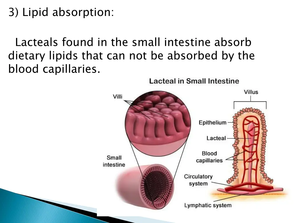 3 lipid absorption