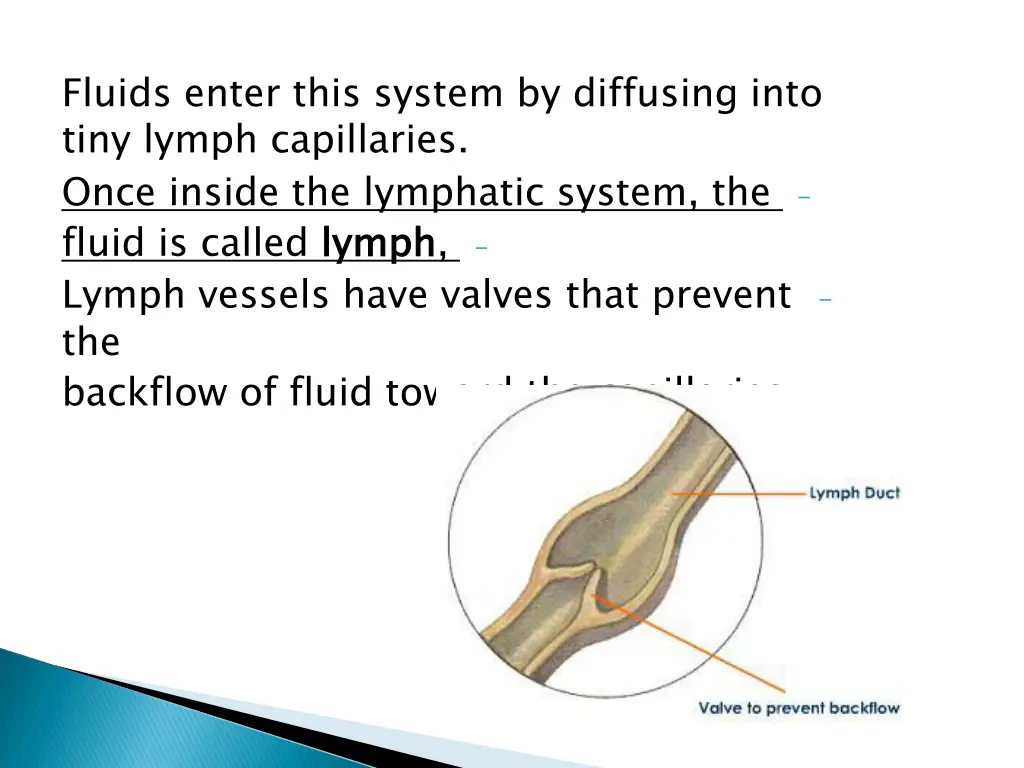 fluids enter this system by diffusing into tiny