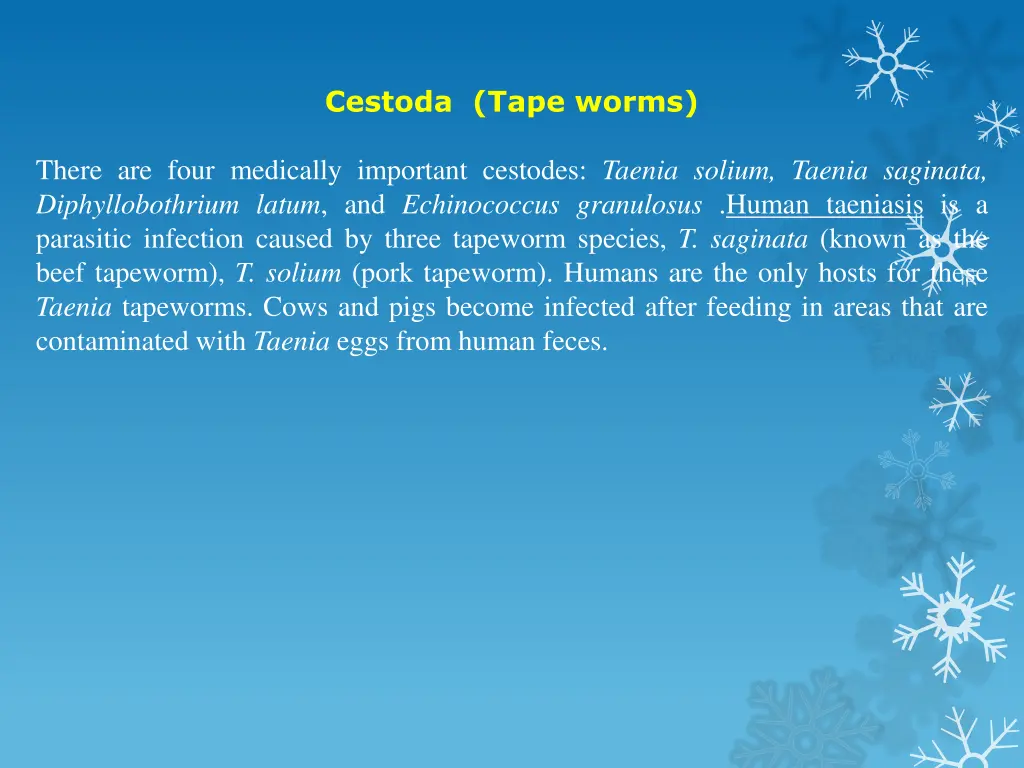 cestoda tape worms 1