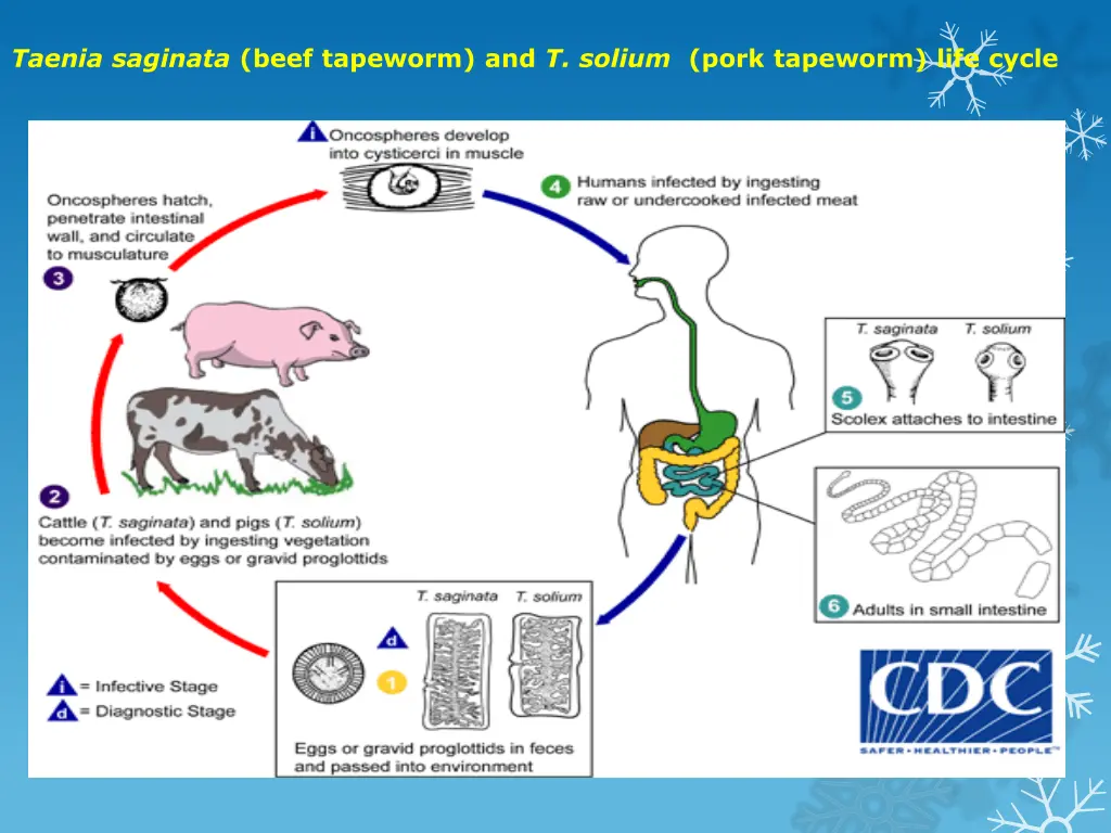 taenia saginata beef tapeworm and t solium pork