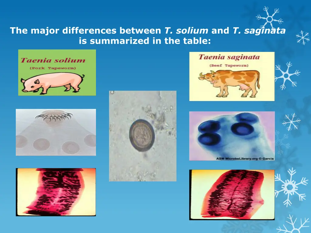 the major differences between t solium