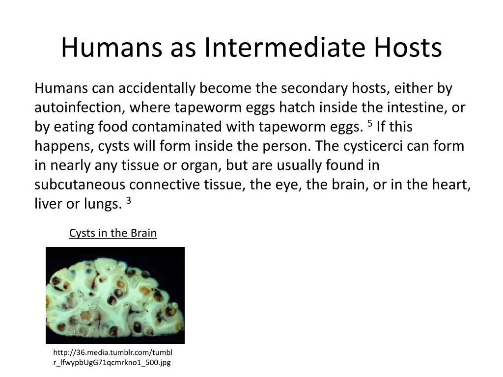 humans as intermediate hosts