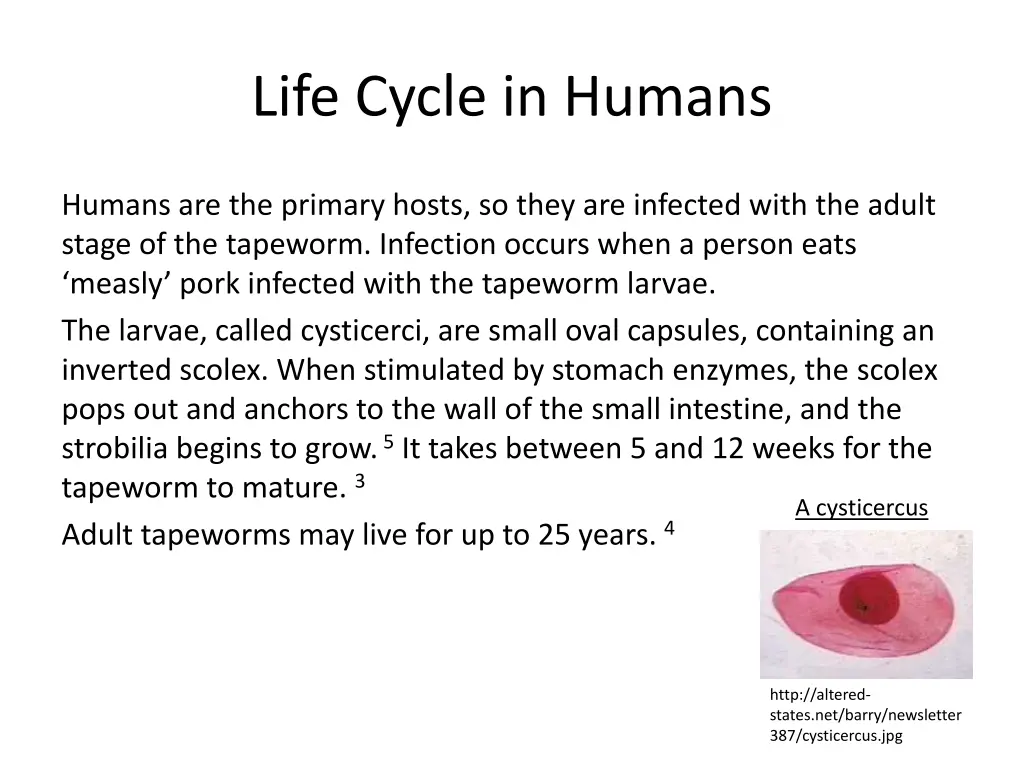 life cycle in humans