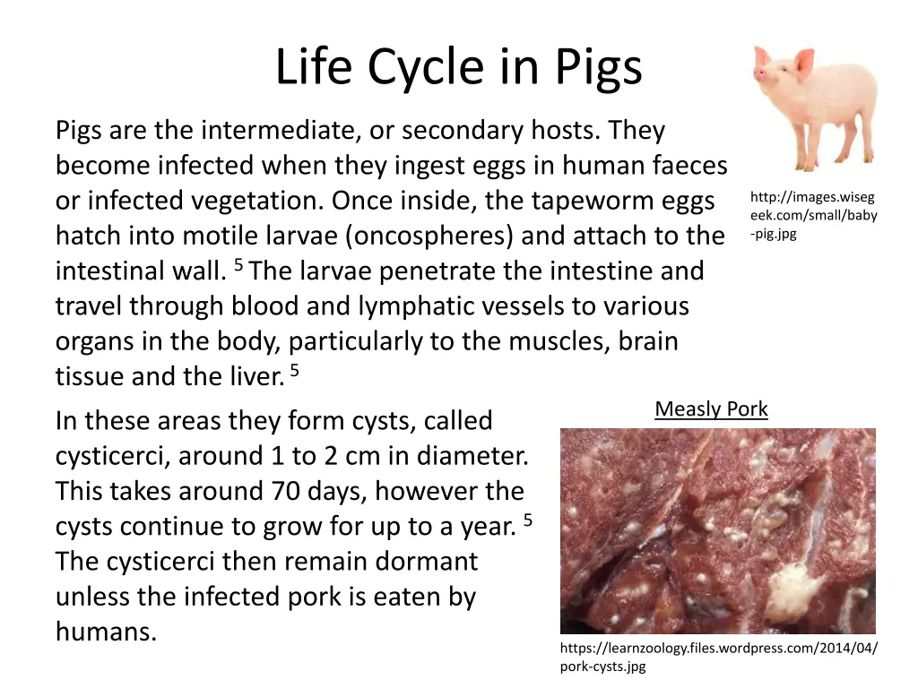 life cycle in pigs