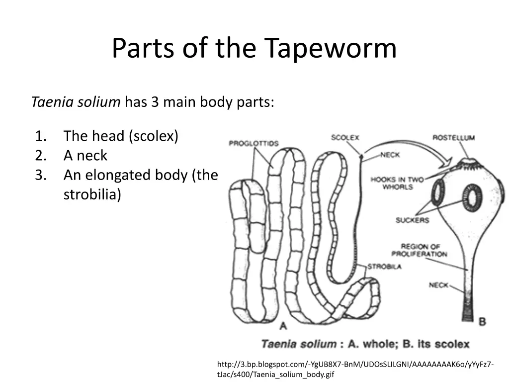 parts of the tapeworm