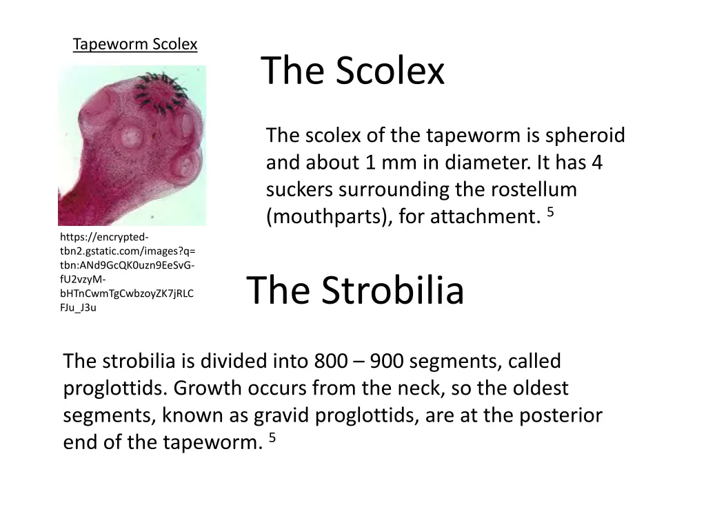 tapeworm scolex