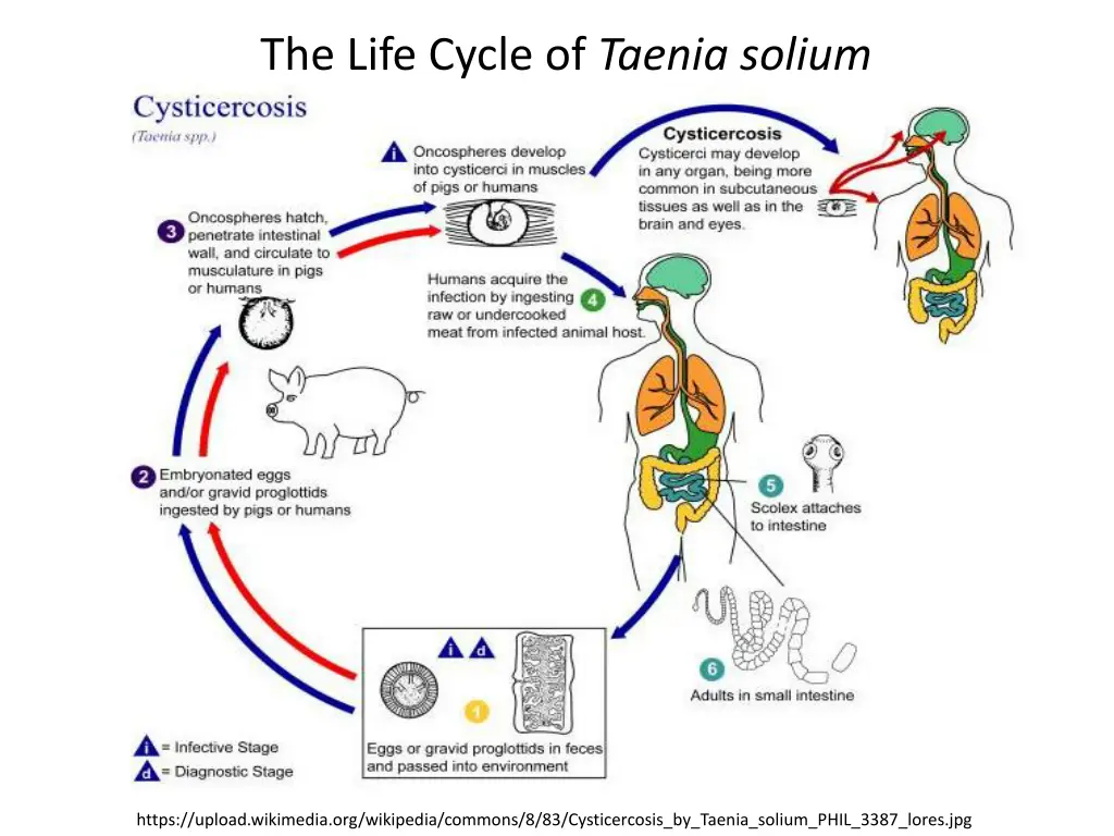 the life cycle of taenia solium