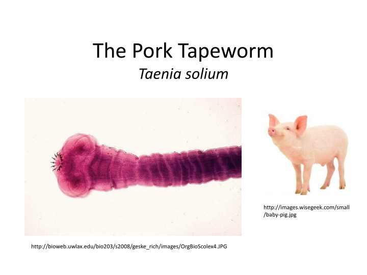 the pork tapeworm taenia solium