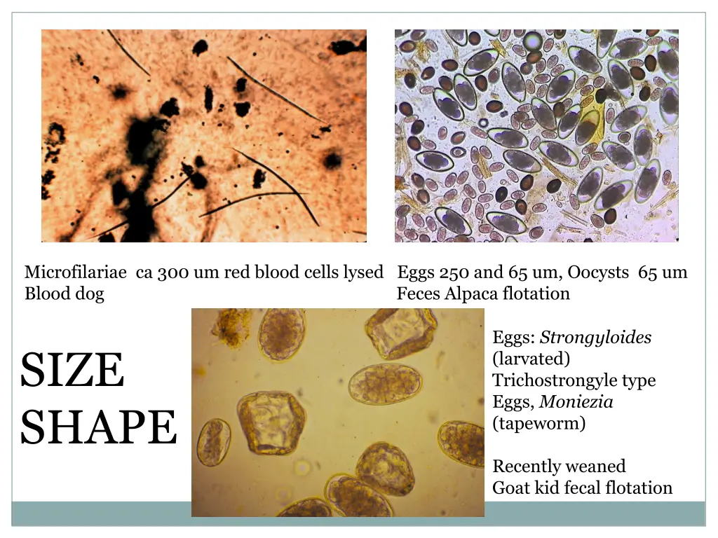 microfilariae ca 300 um red blood cells lysed