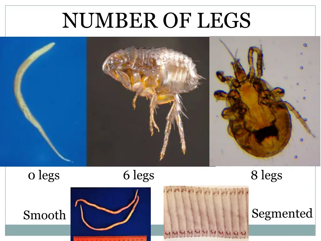 number of legs