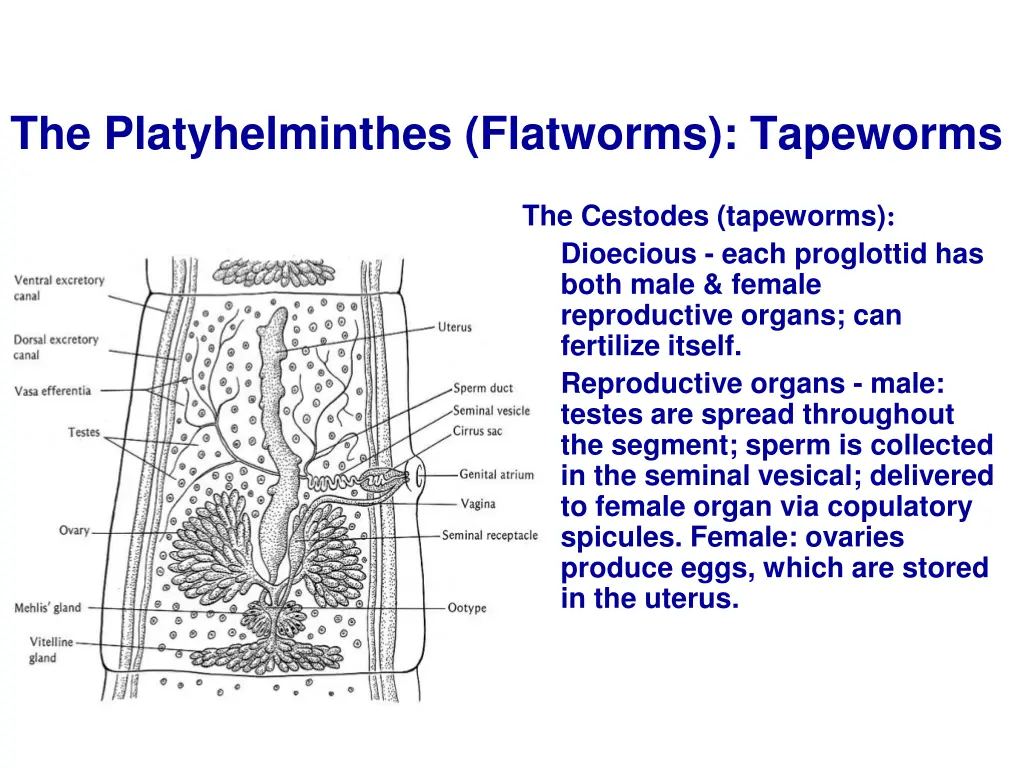 the platyhelminthes flatworms tapeworms 1