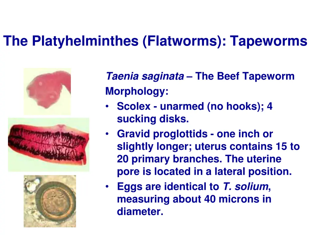 the platyhelminthes flatworms tapeworms 11