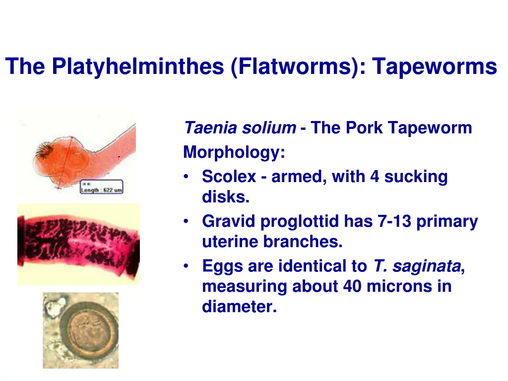 the platyhelminthes flatworms tapeworms 13