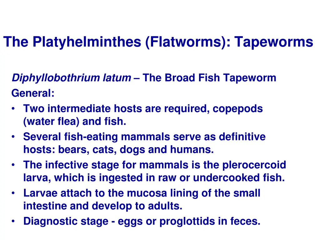 the platyhelminthes flatworms tapeworms 14