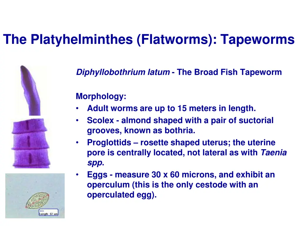 the platyhelminthes flatworms tapeworms 15