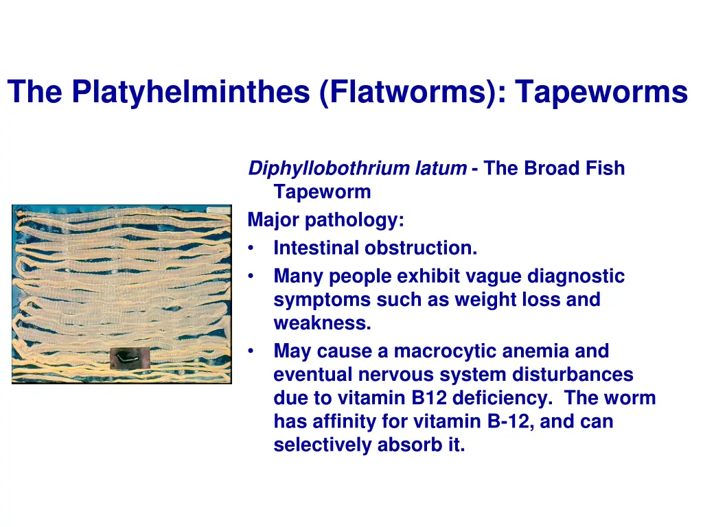 the platyhelminthes flatworms tapeworms 16