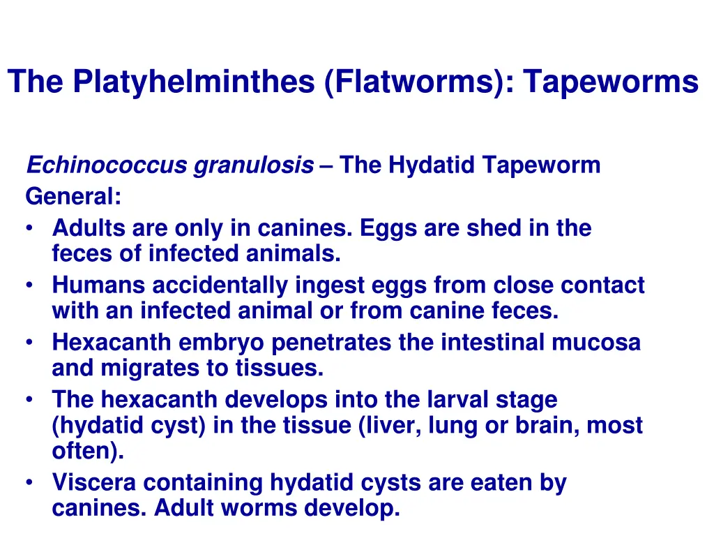 the platyhelminthes flatworms tapeworms 17