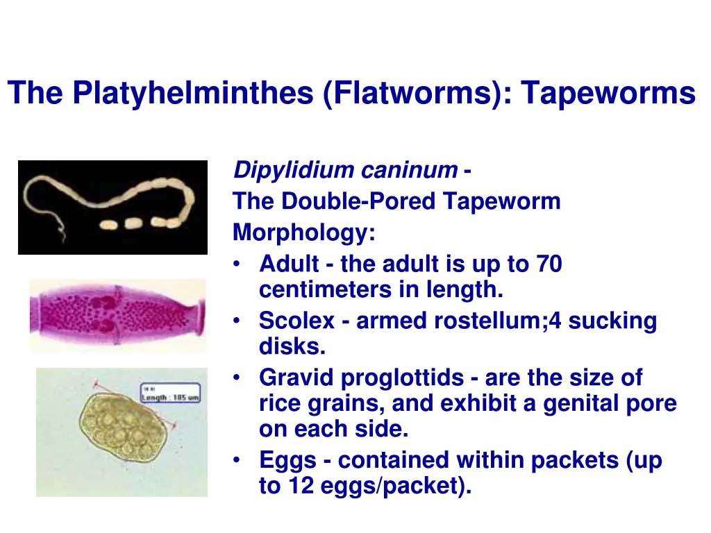 the platyhelminthes flatworms tapeworms 21