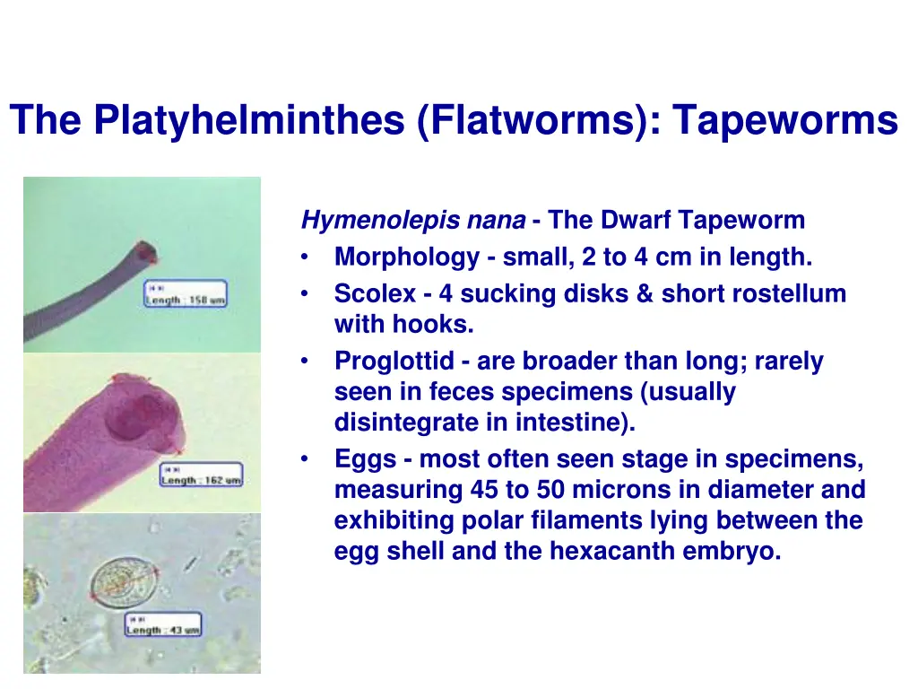 the platyhelminthes flatworms tapeworms 5