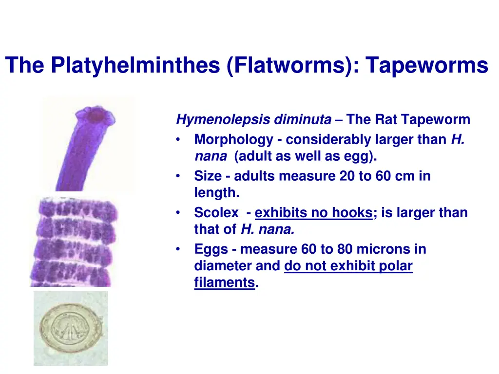 the platyhelminthes flatworms tapeworms 7