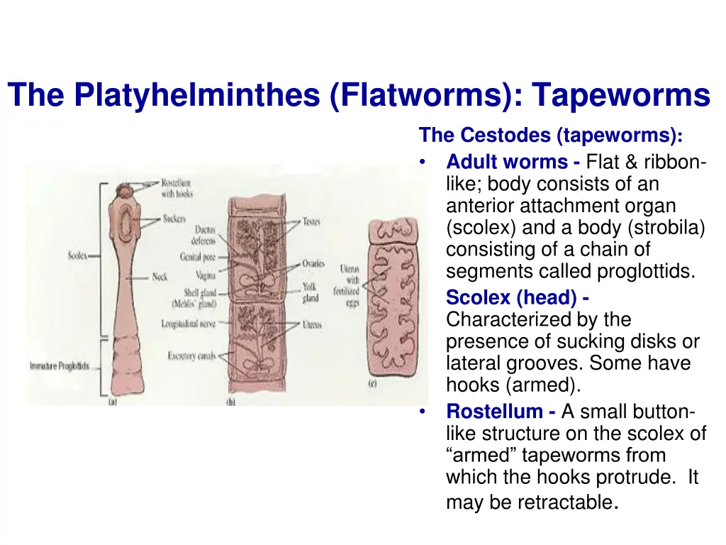 the platyhelminthes flatworms tapeworms