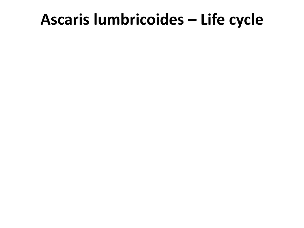 ascaris lumbricoides life cycle