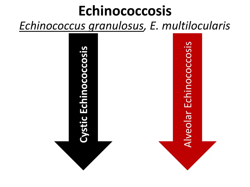 echinococcosis