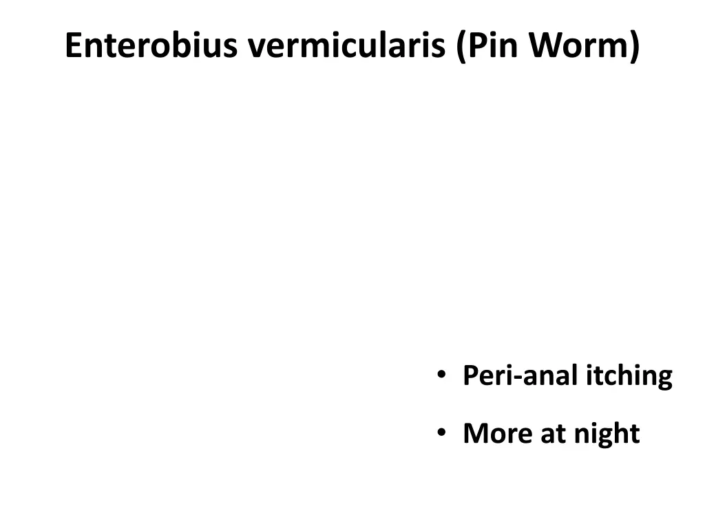 enterobius vermicularis pin worm