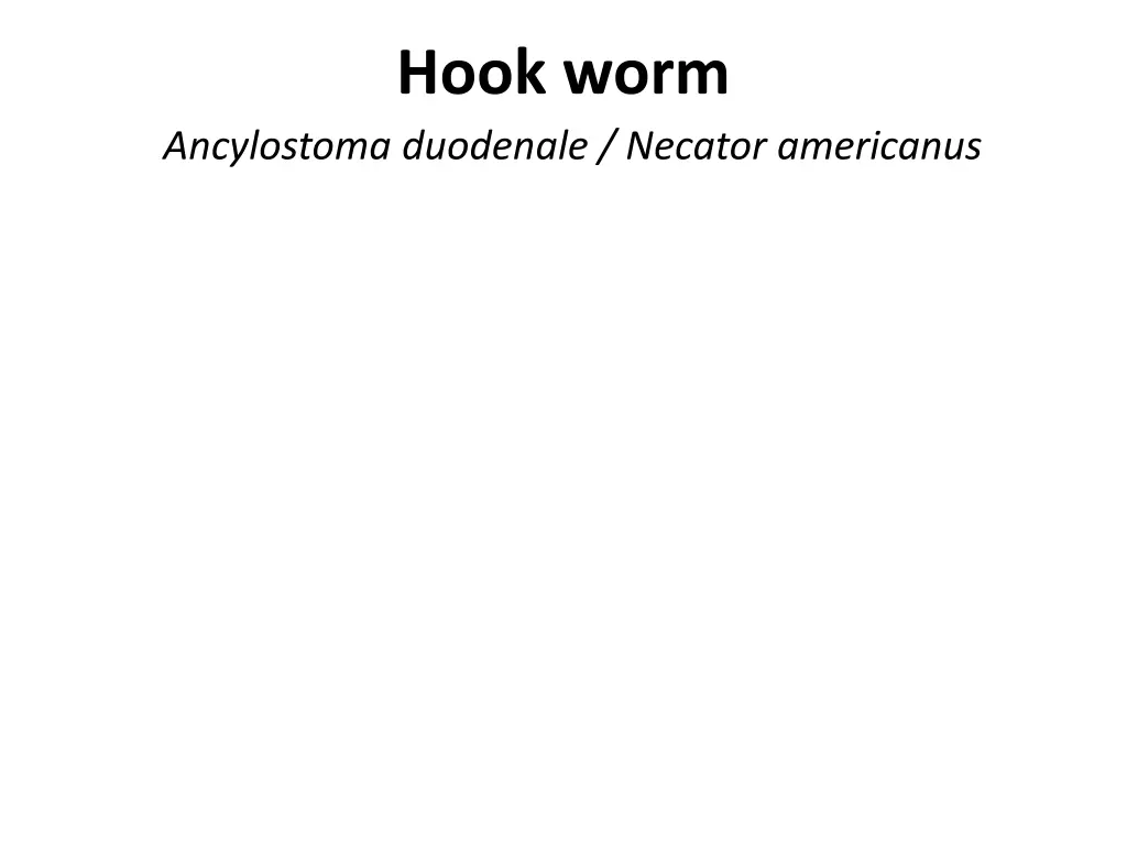 hook worm