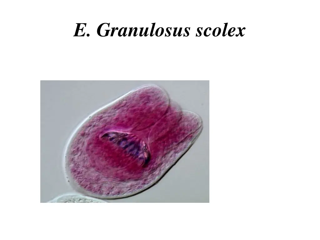 e granulosus scolex