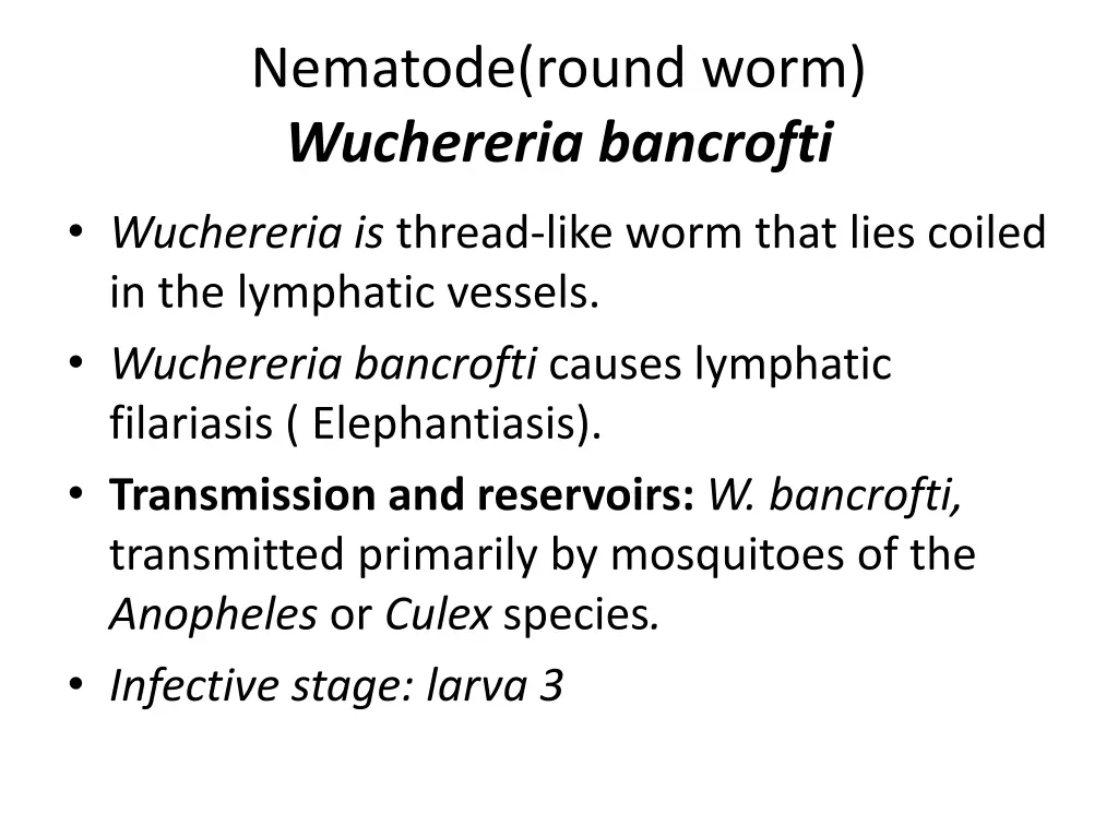 nematode round worm wuchereria bancrofti