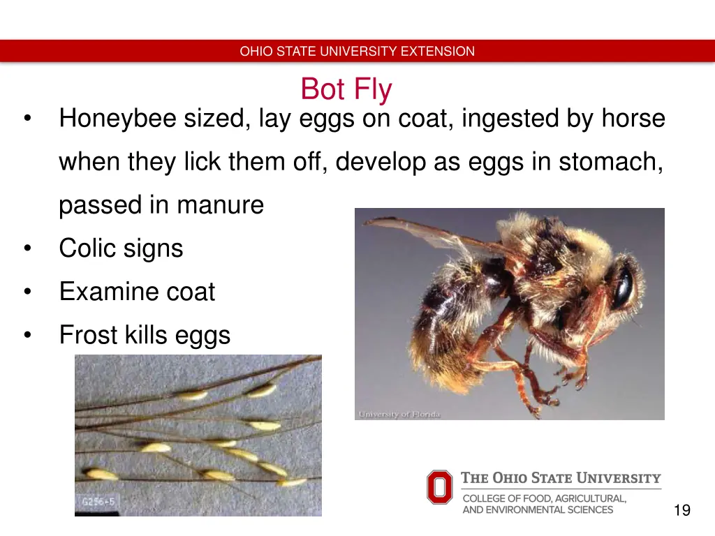 ohio state university extension bot fly