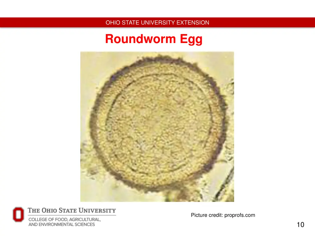 ohio state university extension roundworm egg