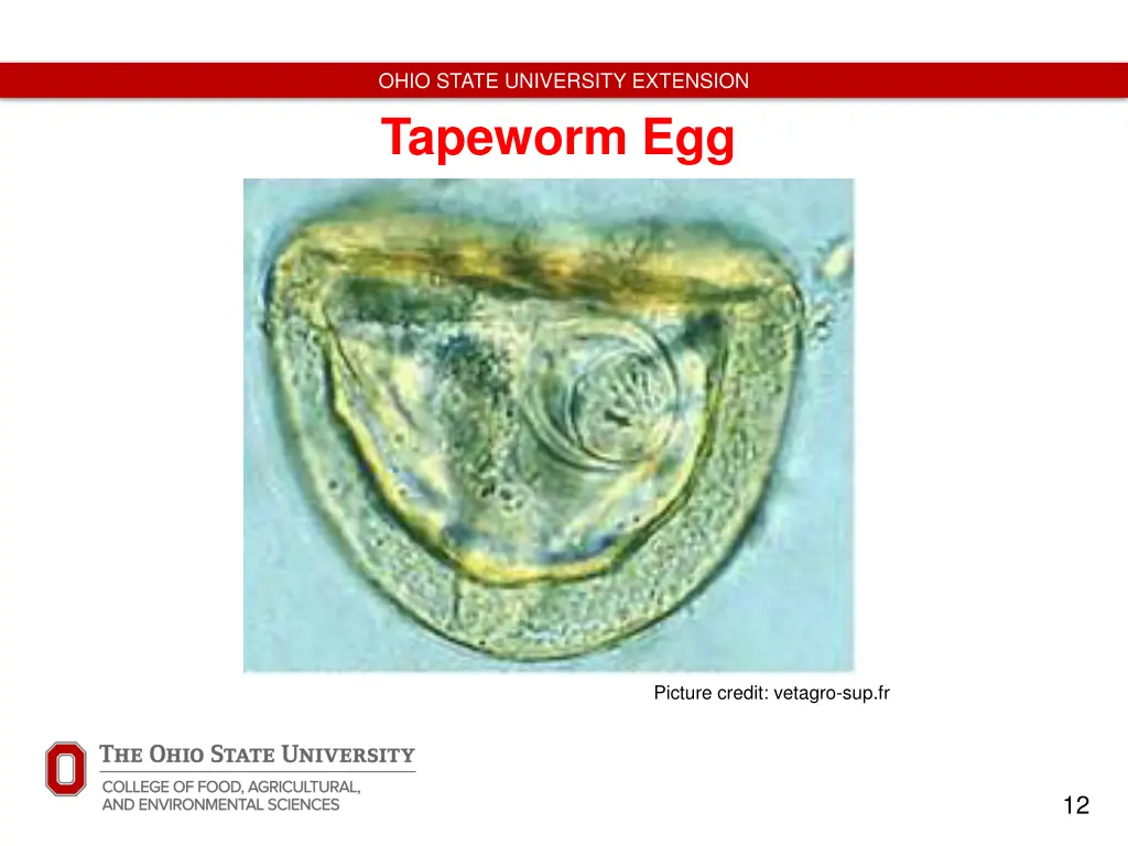 ohio state university extension tapeworm egg