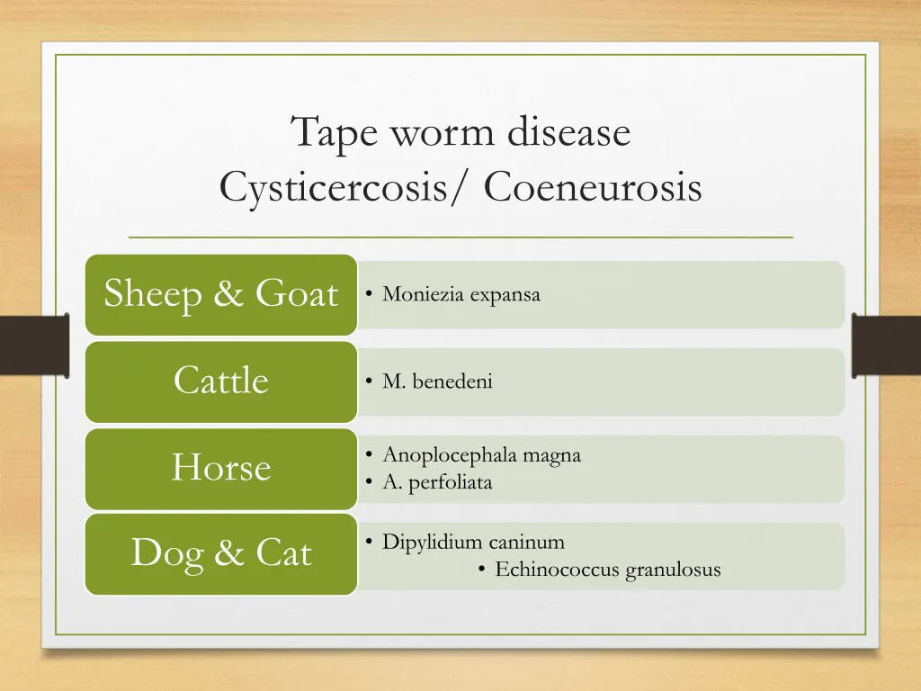 tape worm disease cysticercosis coeneurosis