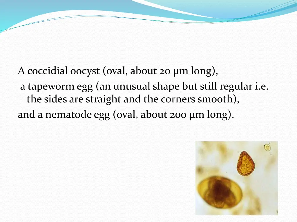 a coccidial oocyst oval about 20 m long