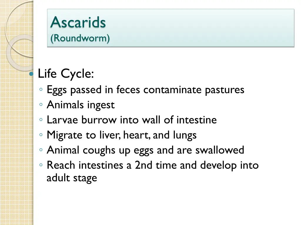 ascarids roundworm 1