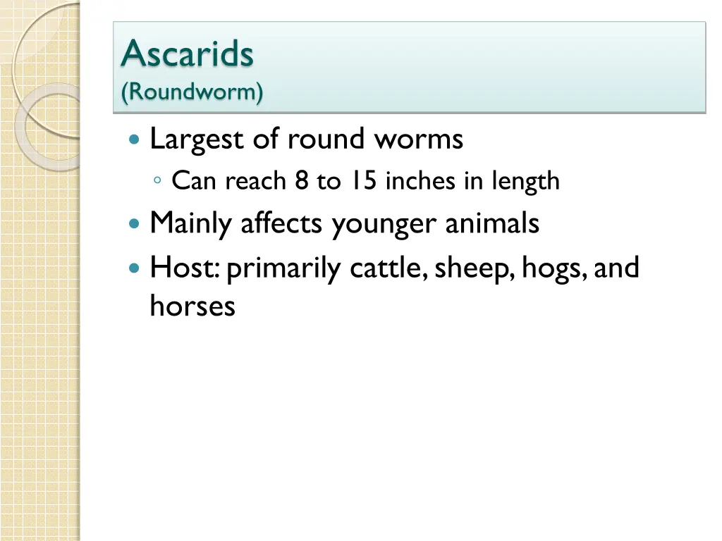 ascarids roundworm