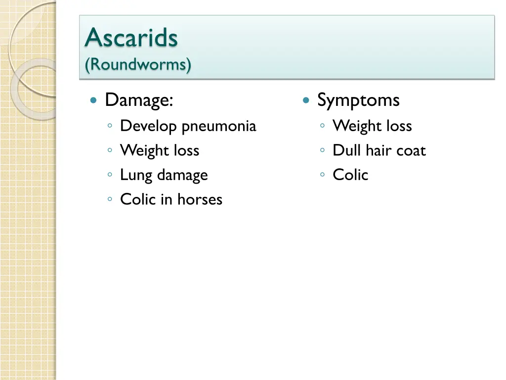 ascarids roundworms