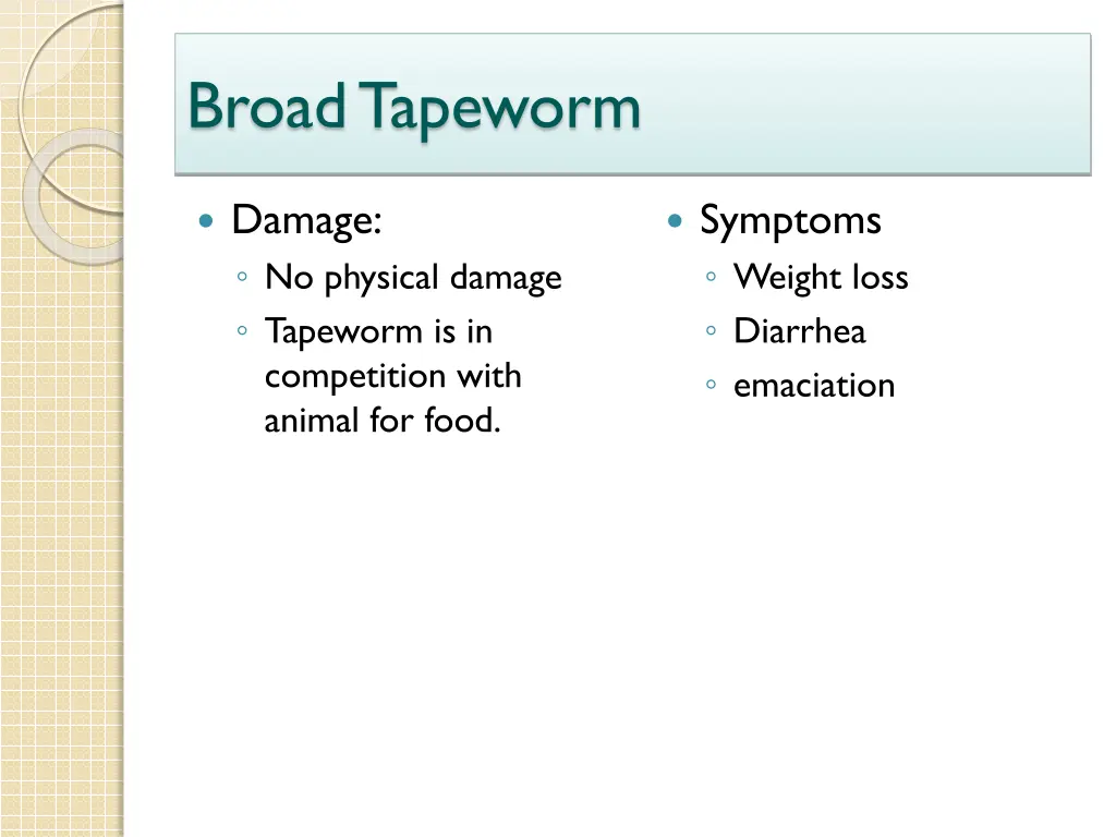 broad tapeworm 1