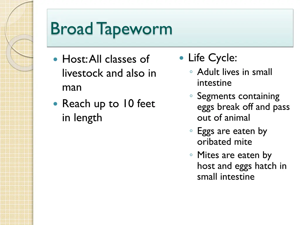 broad tapeworm