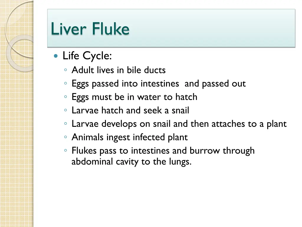 liver fluke 1